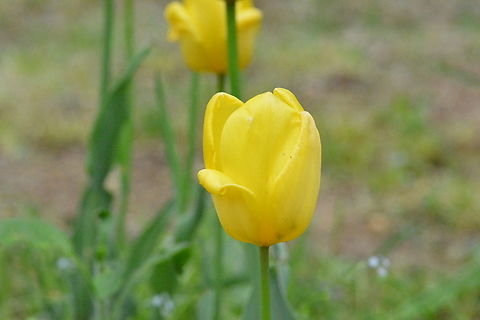 Tulipa gesneriana  Geotagged,South Korea,Spring,Tulipa gesneriana,Tulipa gesneriara