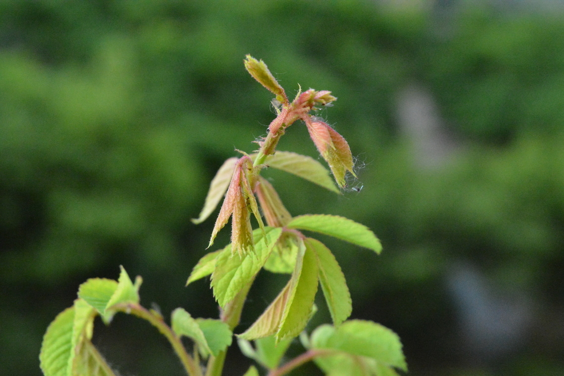Multiflora rose  Geotagged,Multiflora rose,Rosa multiflora,South Korea,Spring
