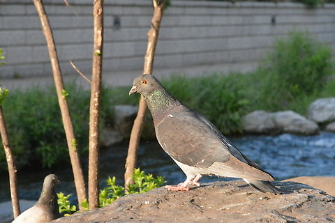 Columbidae  Columba oenas,Columbidae,Geotagged,South Korea,Spring,Stock Dove