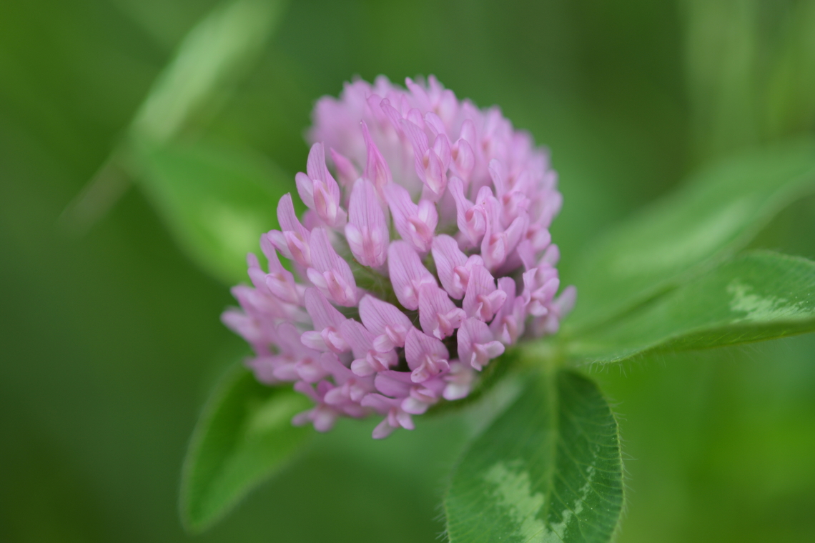 Red clover  Geotagged,Red clover,South Korea,Spring,Trifolium pratense