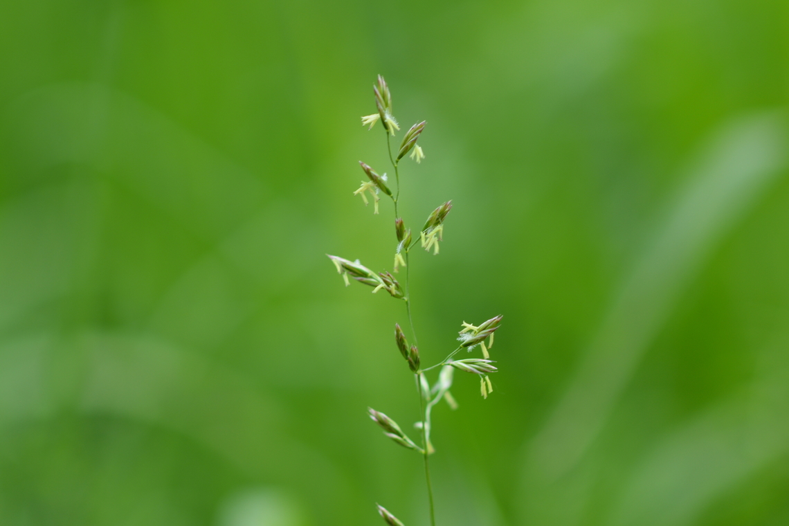meadow fescue  Festuca pratensis,Geotagged,Meadow fescue,South Korea,Spring,meadow fescue