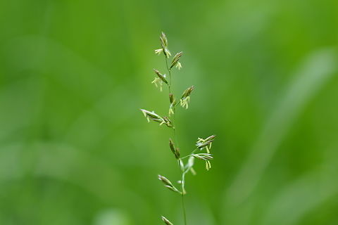 meadow fescue  Festuca pratensis,Geotagged,Meadow fescue,South Korea,Spring,meadow fescue