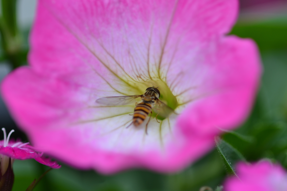 Honey bee  Geotagged,Honey bee,Spring