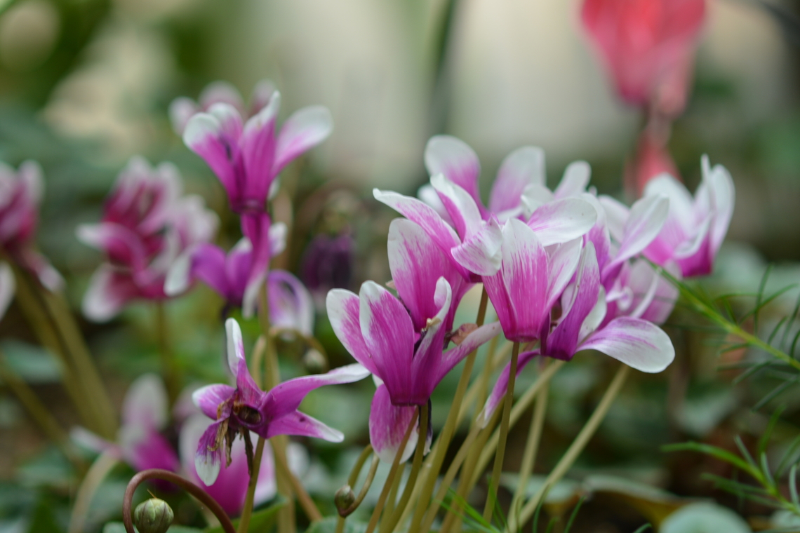 cyclamen graecum  Cyclamen graecum,Geotagged,Greek Cyclamen,South Korea,Spring,cyclamen graecum