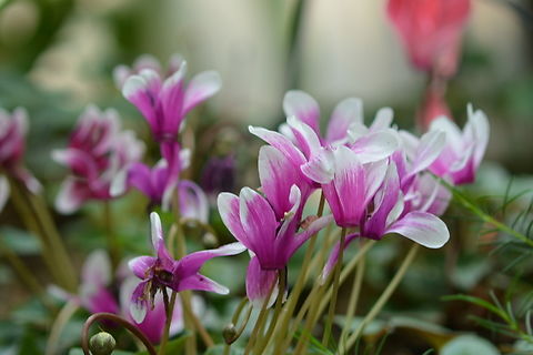 cyclamen graecum  Cyclamen graecum,Geotagged,Greek Cyclamen,South Korea,Spring,cyclamen graecum