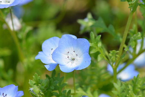 nemophila menziesii  Geotagged,Menzies' Baby Blue Eyes,Nemophila menziesii,South Korea,Spring,nemophila menziesii