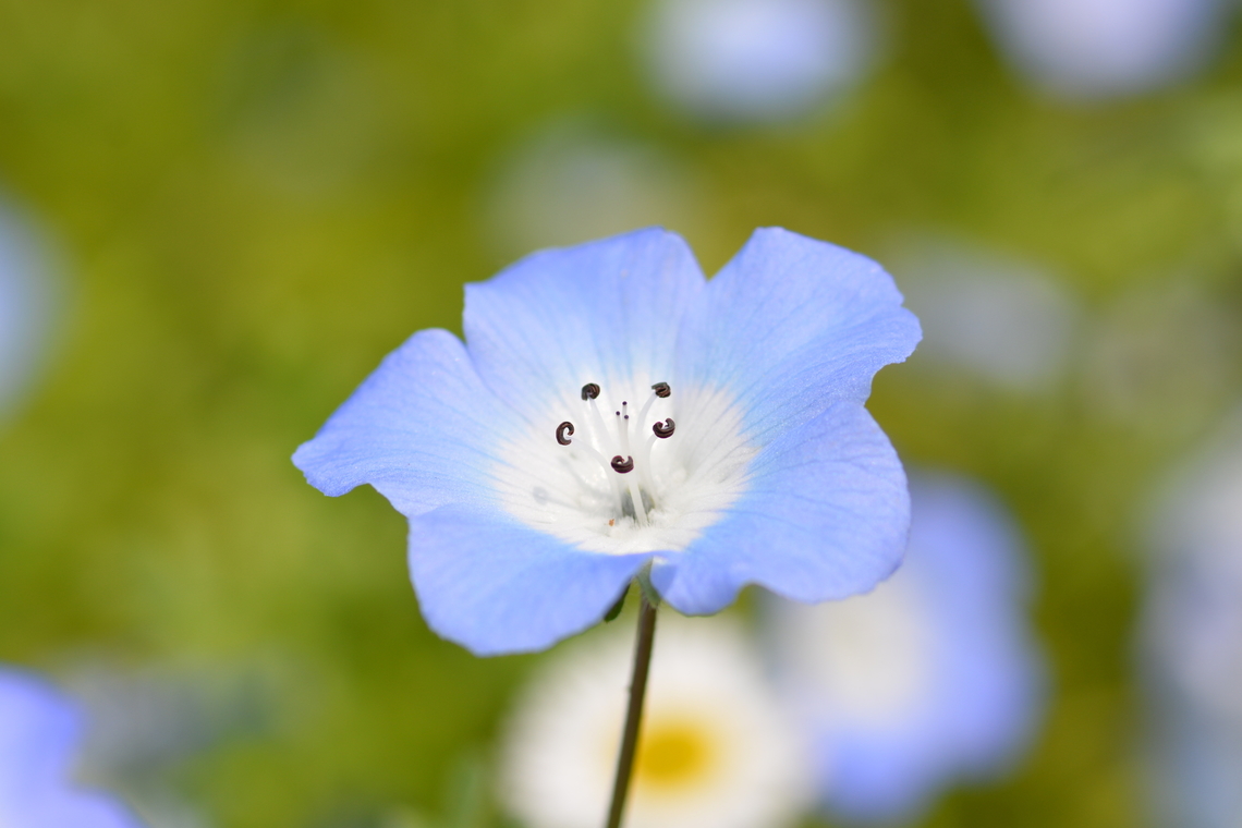 Nemophila menziesii  Geotagged,Menzies' Baby Blue Eyes,Nemophila menziesii,South Korea,Spring