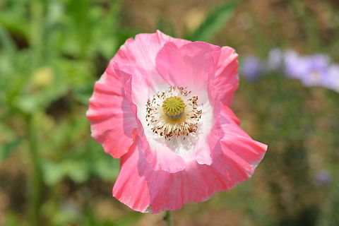 Papaver somniferum  Geotagged,Papaver somniferum,Papaver somniferus,South Korea,Spring