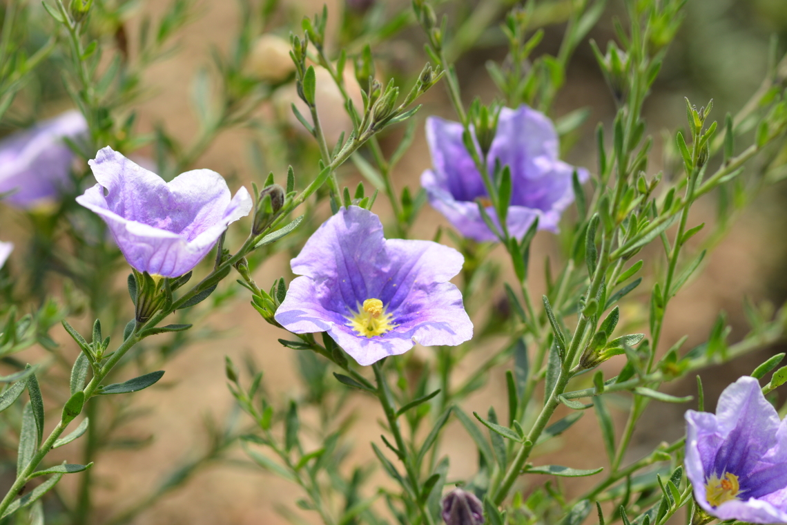 nierembergia hippomanica  Geotagged,Nierembergia linariifolia,South Korea,Spring,nierembergia hippomanica