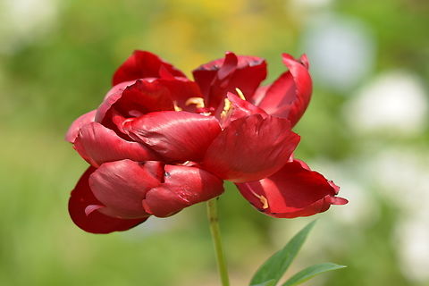 paeonia lactiflora  Geotagged,Paeonia lactiflora,South Korea,Spring,paeonia lactiflora