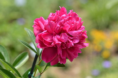 paeonia suffruticosa  Geotagged,Paeonia × suffruticosa,South Korea,Spring,paeonia suffruticosa