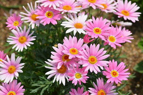 Argyranthemum frutescens  Argyranthemum frutescens,Geotagged,South Korea,Spring