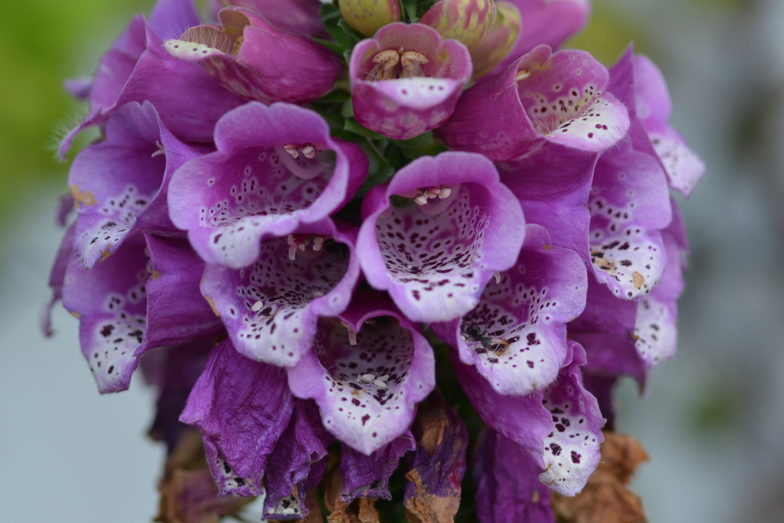 digitalis purpurea  Digitalis purpurea,Geotagged,Purple foxglove,South Korea,Spring,digitalis purpurea
