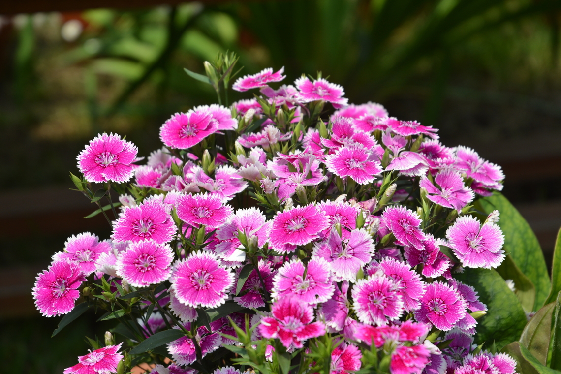Dianthus chinensis  Dianthus chinensis,Geotagged,South Korea,Spring
