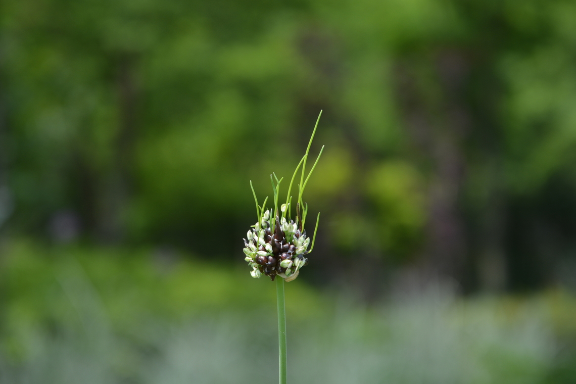 allium scorodoprasum  Allium scorodoprasum,Geotagged,Sand leek,South Korea,Spring,allium scorodoprasum,rocambole