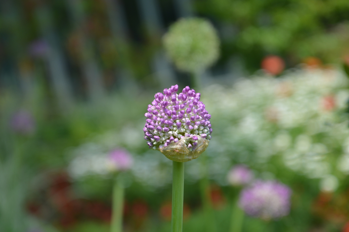 allium polyanthum  Allium polyanthum,Geotagged,South Korea,Spring,allium polyanthum,many-flowered garlic