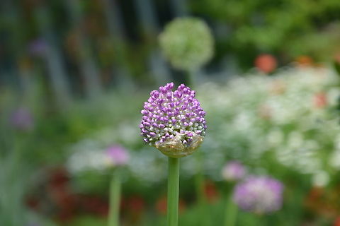 allium polyanthum  Allium polyanthum,Geotagged,South Korea,Spring,allium polyanthum,many-flowered garlic