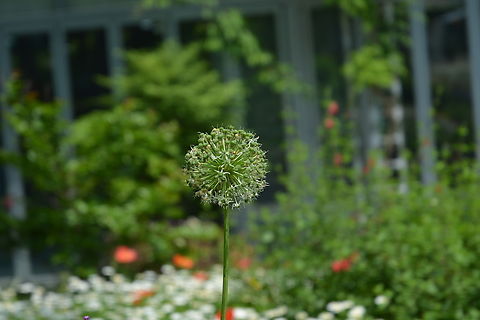 allium giganteum  Allium giganteum,Geotagged,Giant onion,South Korea,Spring,allium giganteum