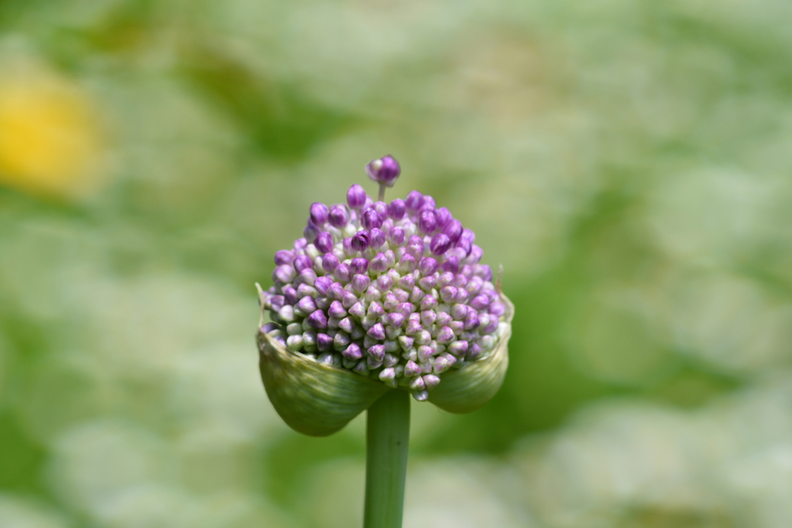 allium polyanthum  Allium polyanthum,Geotagged,South Korea,Spring,allium polyanthum,many-flowered garlic