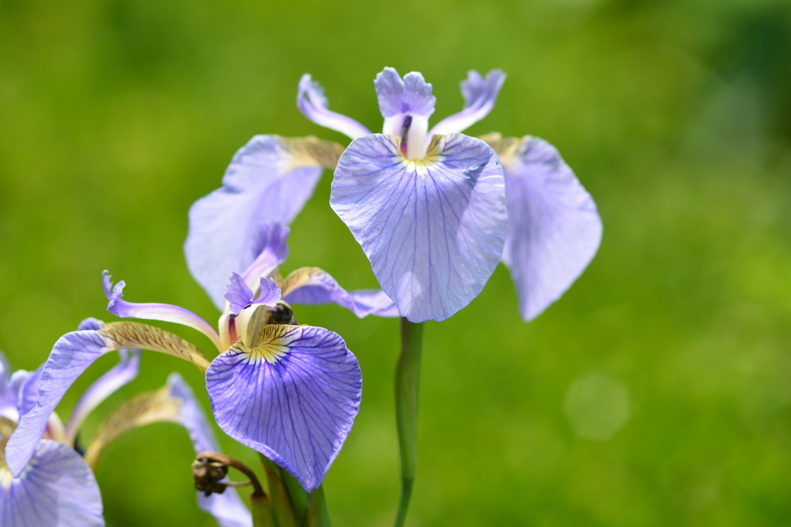 Iris setosa  Geotagged,Iris setosa,South Korea,Spring