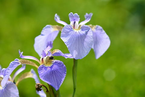 Iris setosa  Geotagged,Iris setosa,South Korea,Spring