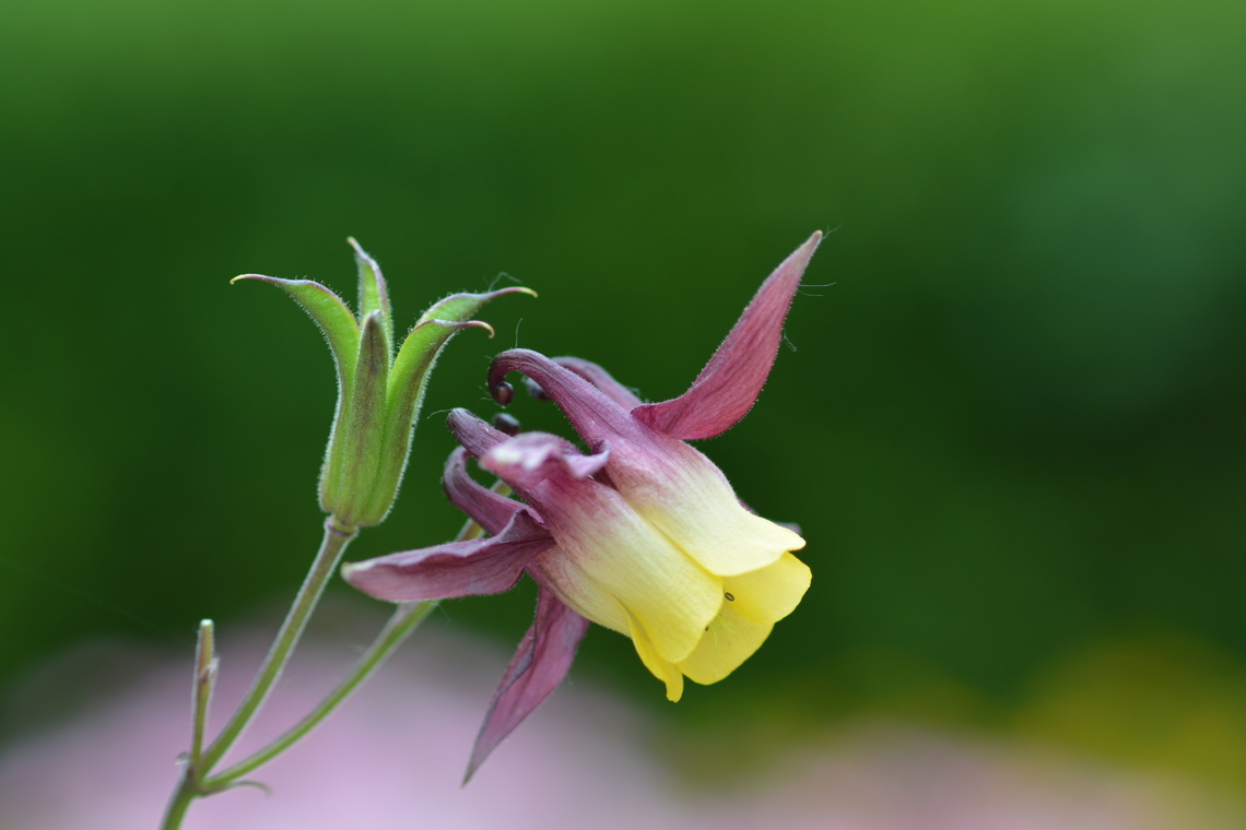 Aquilegia oxysepala  Aquilegia oxysepala,Geotagged,Oriental Columbine,Papaipema leucostigma,South Korea,spring