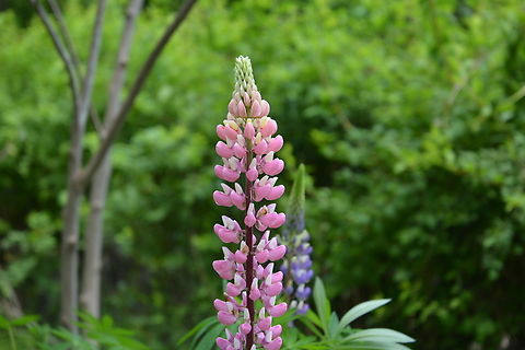 lupinus polyphyllus, 루피너스  Bigleaf Lupine,Geotagged,Lupinus polyphyllus,South Korea,Spring,lupinus polyphyllus,루피너스