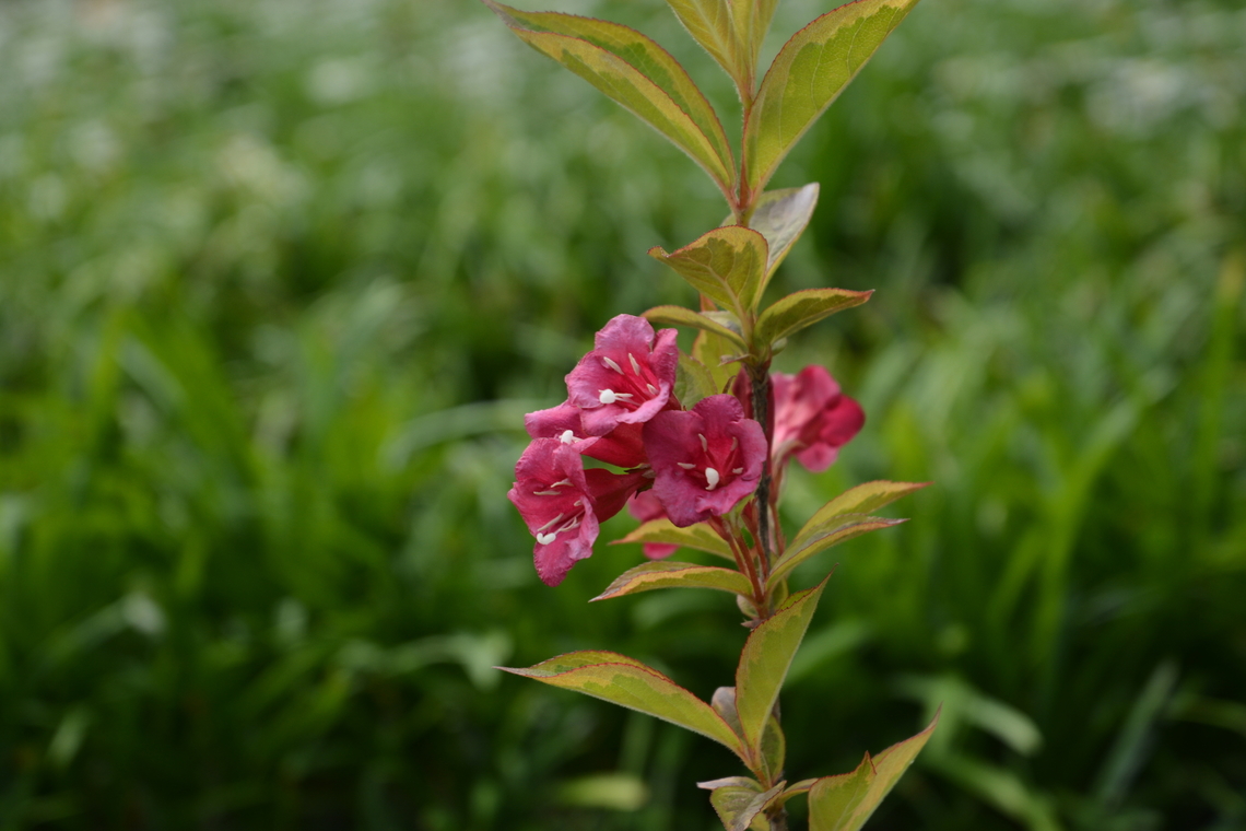 weigela florida  Early weigela,Geotagged,South Korea,Spring,Weigela florida,weigela florida