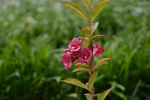 weigela florida  Early weigela,Geotagged,South Korea,Spring,Weigela florida,weigela florida