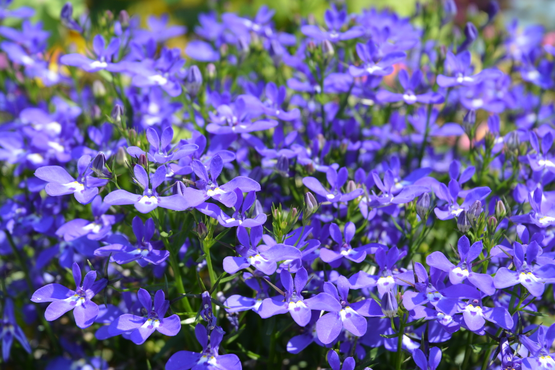 Lobelia erinus  Geotagged,Lobelia erinus,South Korea,Spring