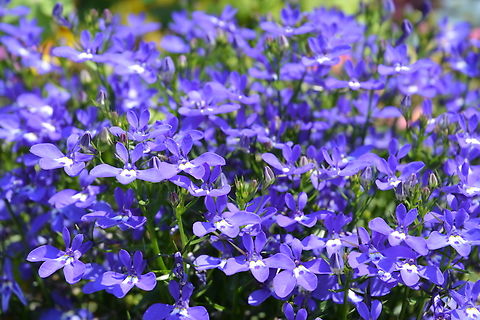 Lobelia erinus  Geotagged,Lobelia erinus,South Korea,Spring