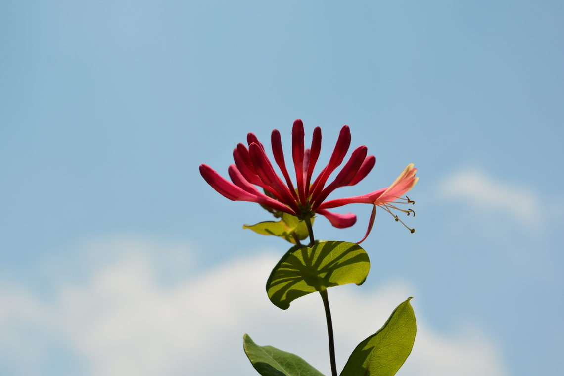 Lonicera periclymenum  Common Honeysuckle,Geotagged,Lonicera periclymenum,South Korea,Spring