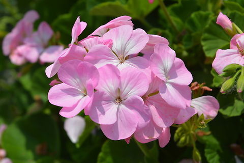 Pelargonium Zonale  Geotagged,Pelargonium Zonale,Pelargonium zonale,South Korea,Spring
