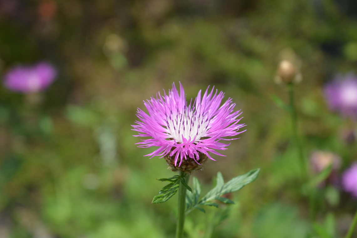 centaurea stoebe  Centaurea stoebe,Geotagged,South Korea,Spring,centaurea stoebe