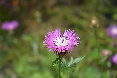 centaurea stoebe  Centaurea stoebe,Geotagged,South Korea,Spring,centaurea stoebe