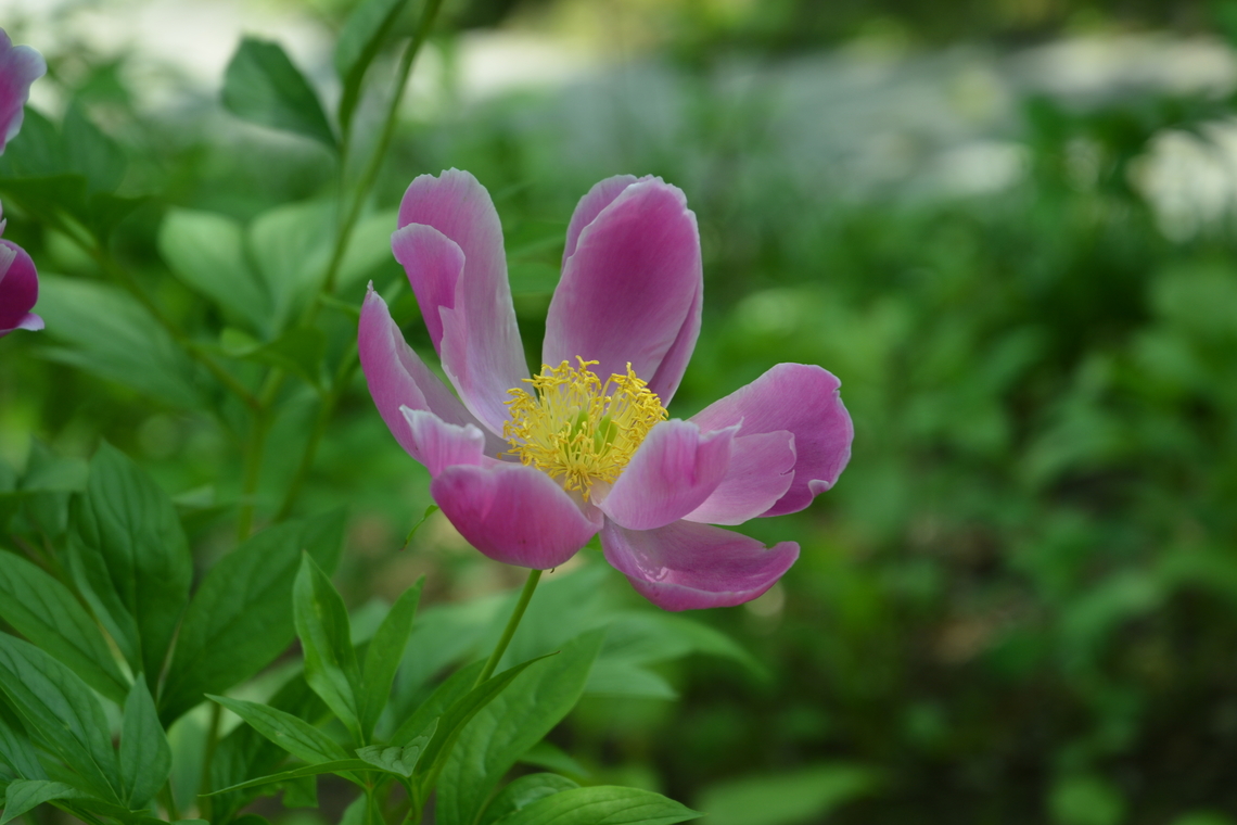 Paeonia lactiflora  Geotagged,Paeonia lactiflora,South Korea,Spring
