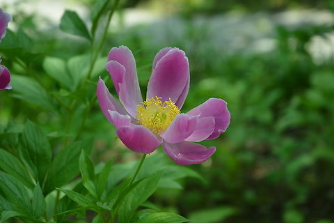 Paeonia lactiflora  Geotagged,Paeonia lactiflora,South Korea,Spring