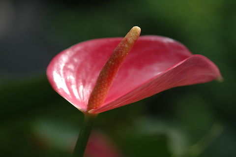 Anthurium andraeanum  Anthurium andraeanum,Geotagged,Painter's Palette,South Korea,Spring
