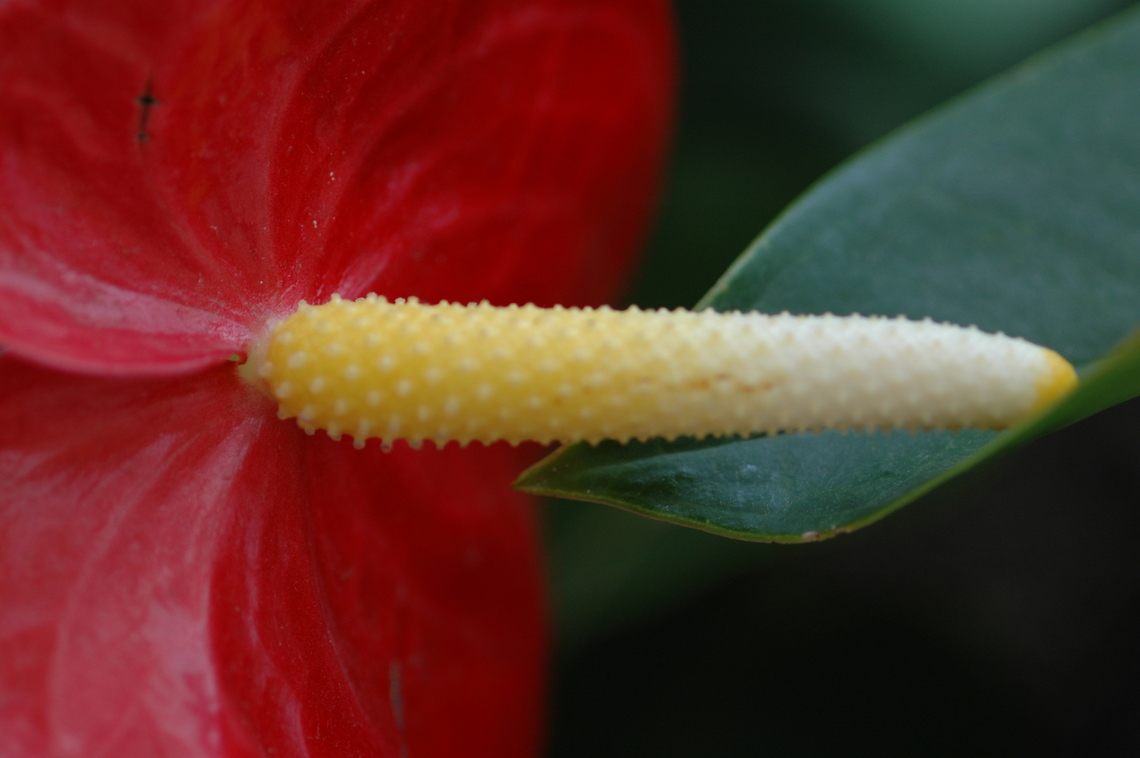 Anthurium andraeanum  Anthurium andraeanum,Geotagged,Painter's Palette,South Korea,Spring