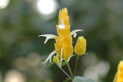 Pachystachys lutea  Geotagged,Golden Shrimp Plant,Pachystachys lutea,South Korea,Spring