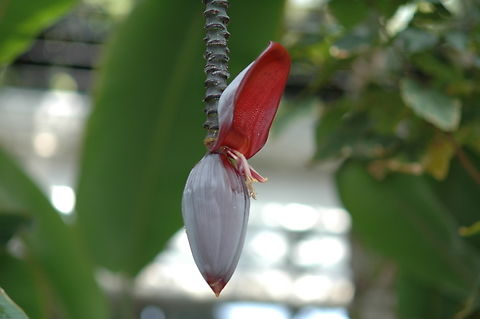 Banana flower  Banana,Banana flower,Geotagged,South Korea,Spring