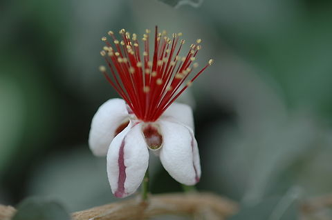 Acca sellowiana  Acca sellowiana,Feijoa sellowiana,Geotagged,South Korea,Spring