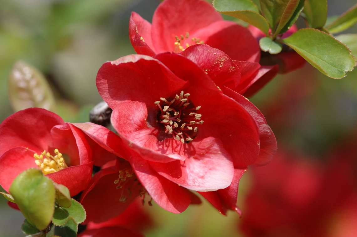 chaenomeles speciosa  Chaenomeles speciosa,Chinese Quince,Christmas Camellia,Geotagged,South Korea,Spring,chaenomeles speciosa