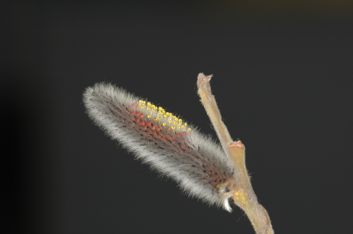 Salix caprea  Geotagged,Pussy willow,Salix caprea,South Korea