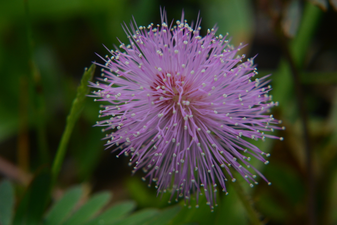 Mimosa Pudica, Ahameplant  Geotagged,Laos,Mimosa Pudica,Mimosa pudica,Sensitive Plant,Spring,shameplant