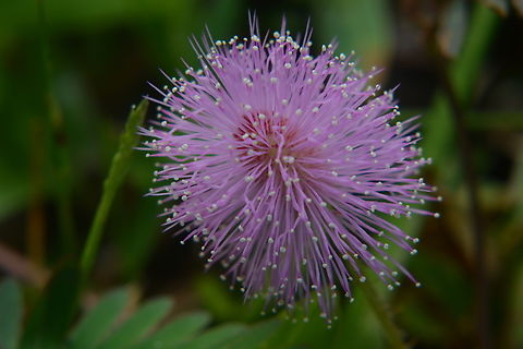 Mimosa Pudica, Ahameplant  Geotagged,Laos,Mimosa Pudica,Mimosa pudica,Sensitive Plant,Spring,shameplant