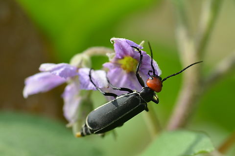 Epicauta hirticornis  Epicauta hirticornis