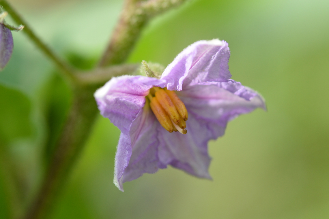 Solanum melongena  Eggplant,Solanum melongena