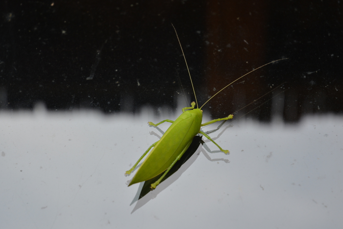 Katydid  Ducetia dichotoma,Geotagged,Laos,Spring