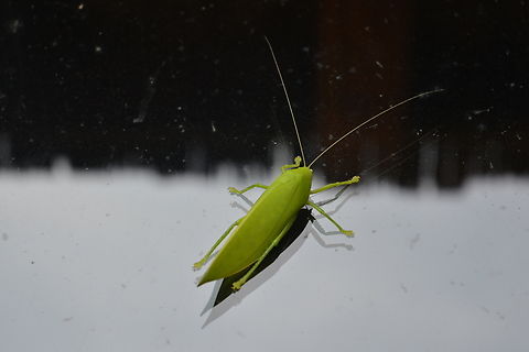 Katydid  Ducetia dichotoma,Geotagged,Laos,Spring